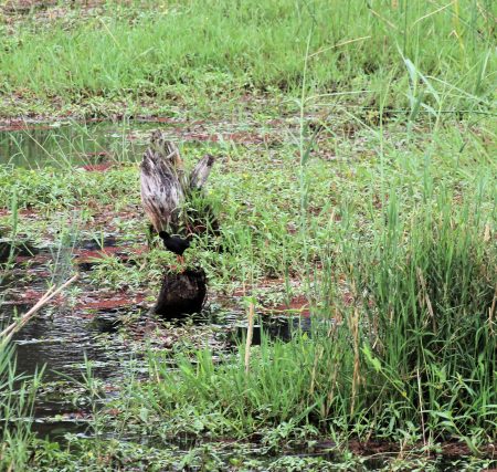 Black Crake