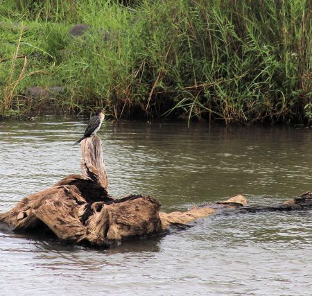 Reed Cormorant