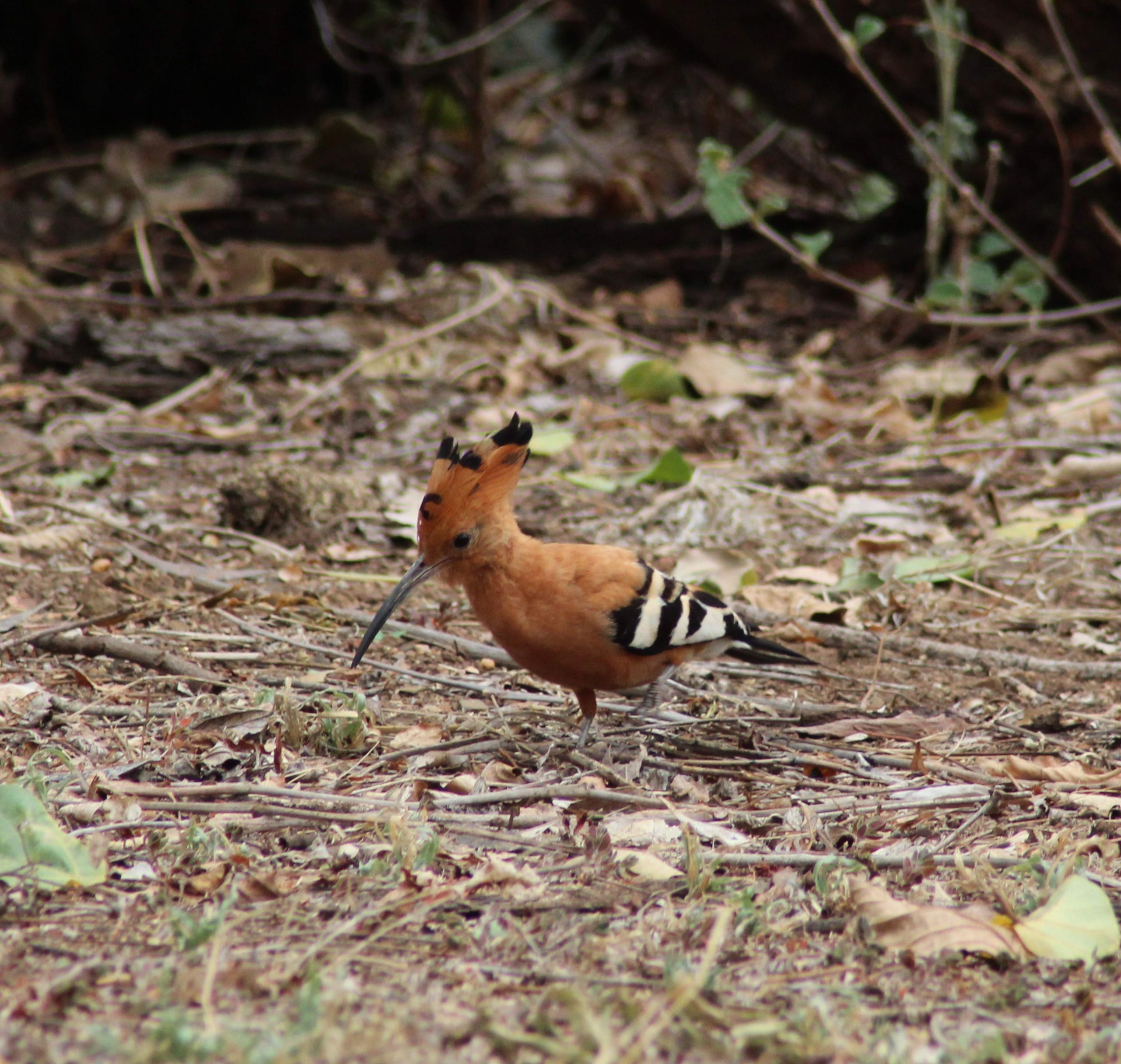 African Hoopoe