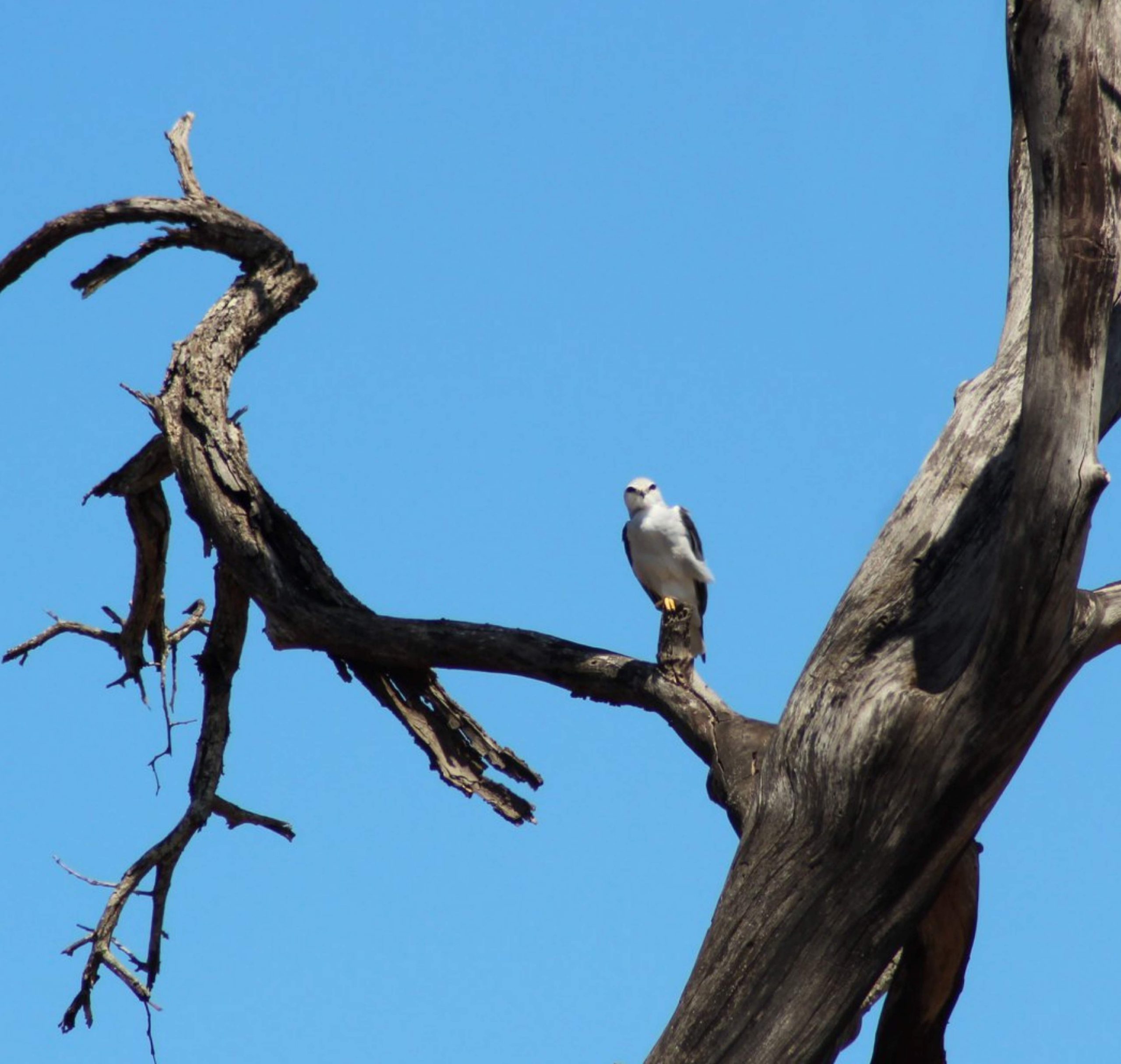 Black-shoulderd Kite