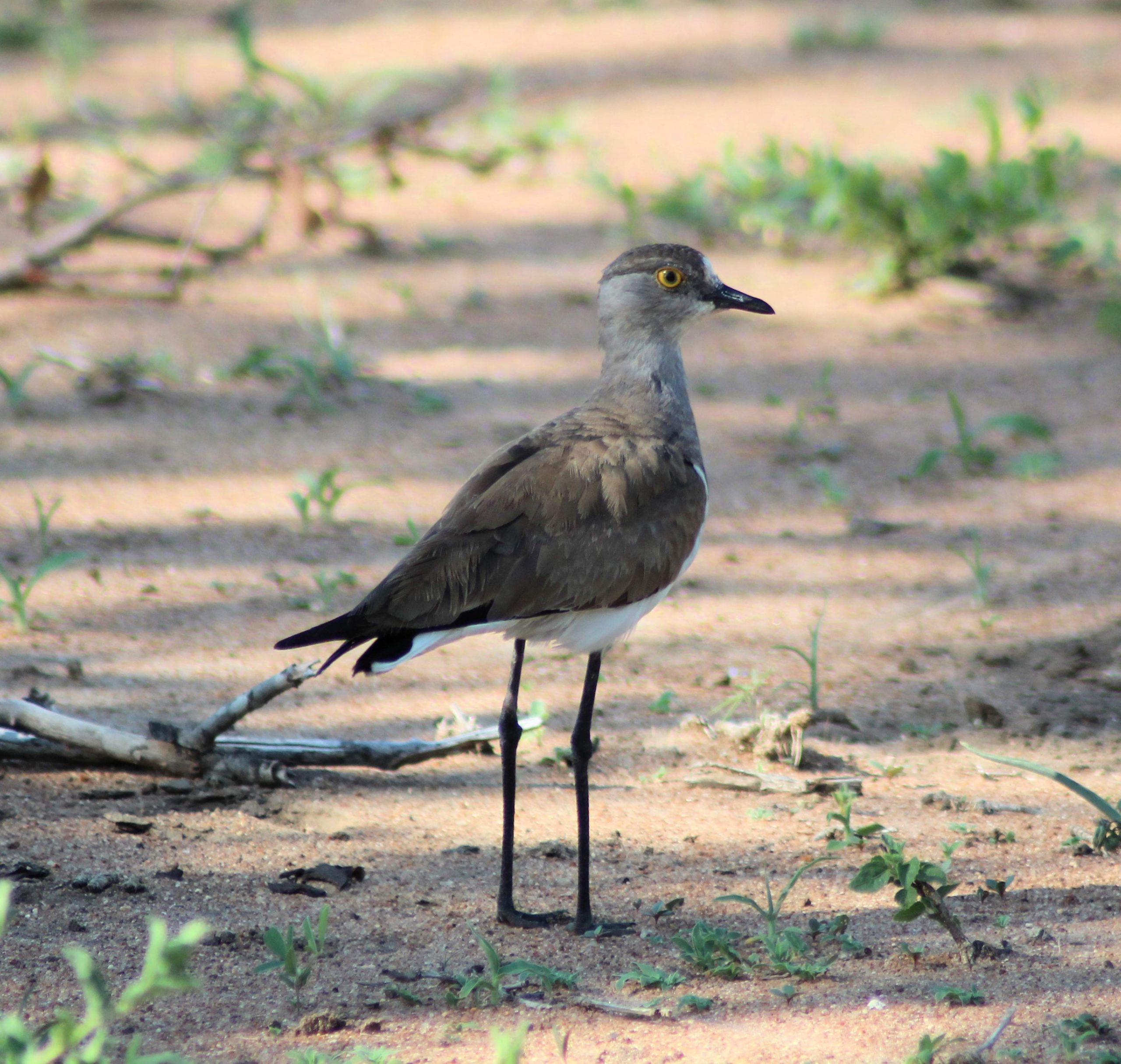 Senegal Lapwing