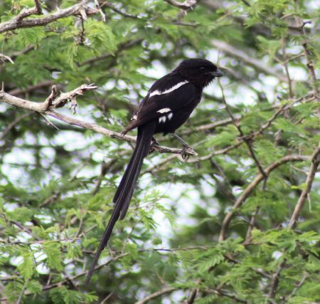 Magpie Shrike