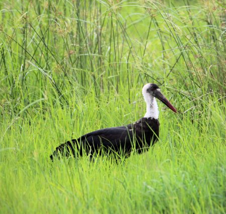 Woolly-necked Stork