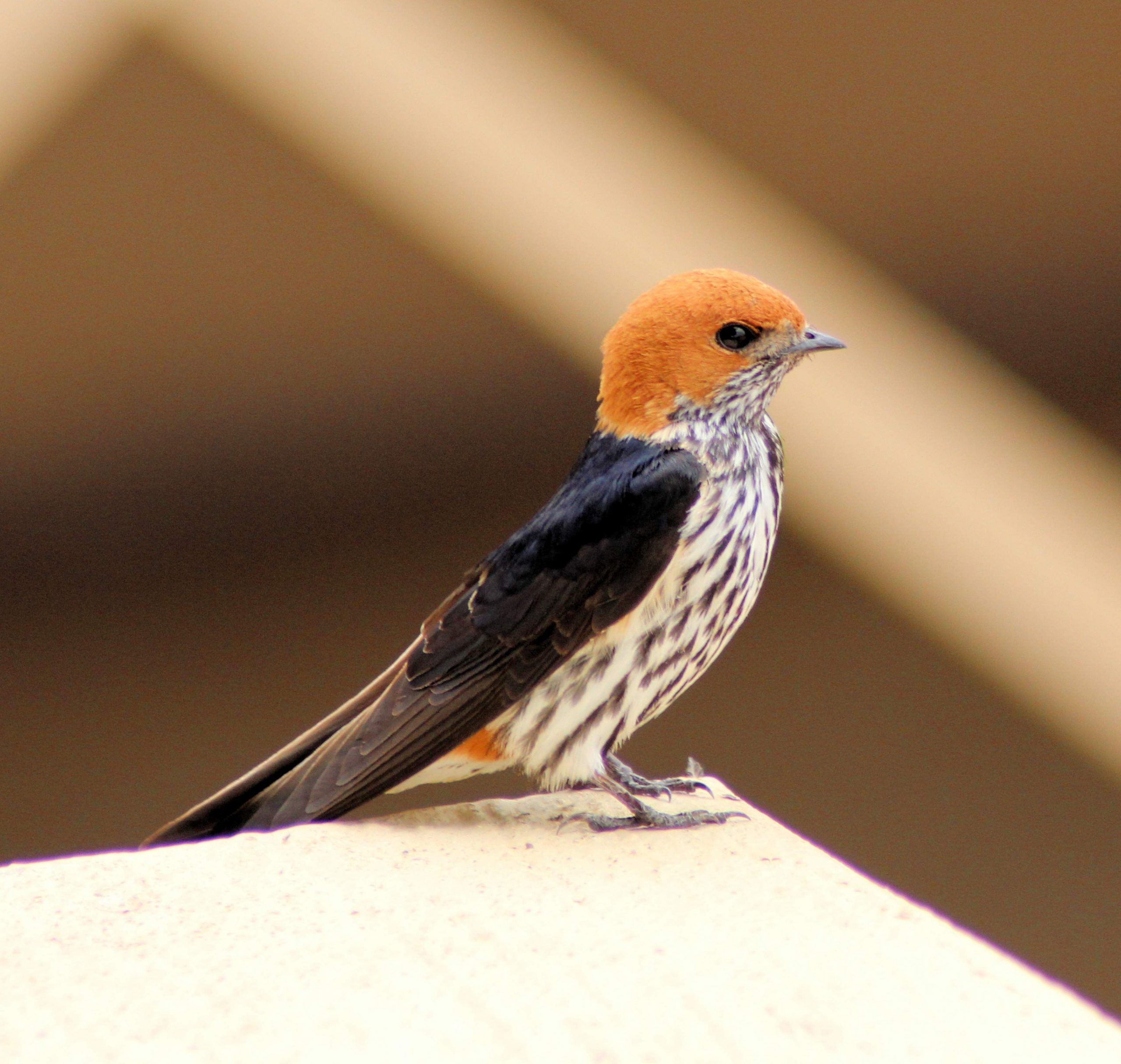 Lesser Striped Swallow