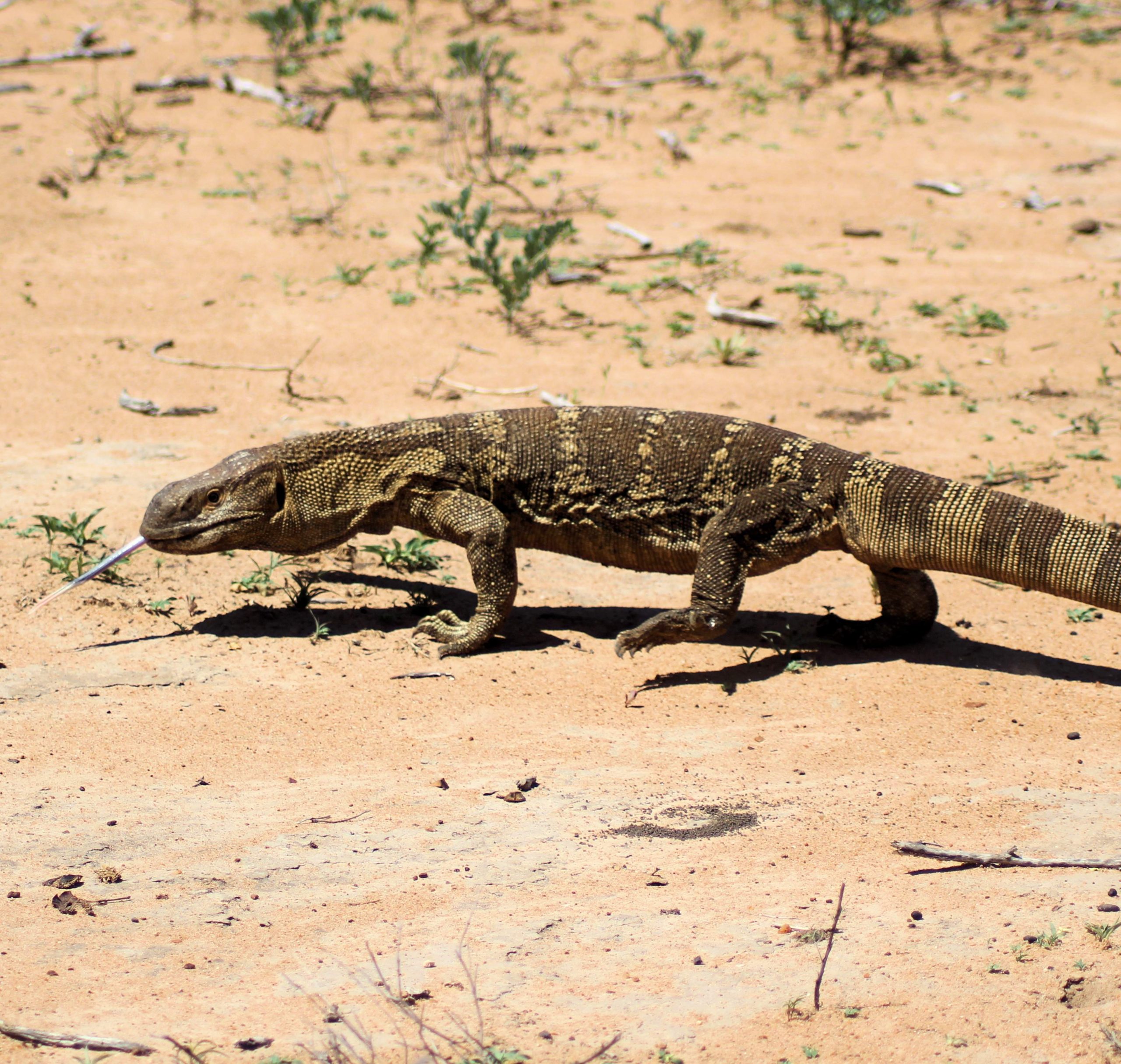 Rock Monitor