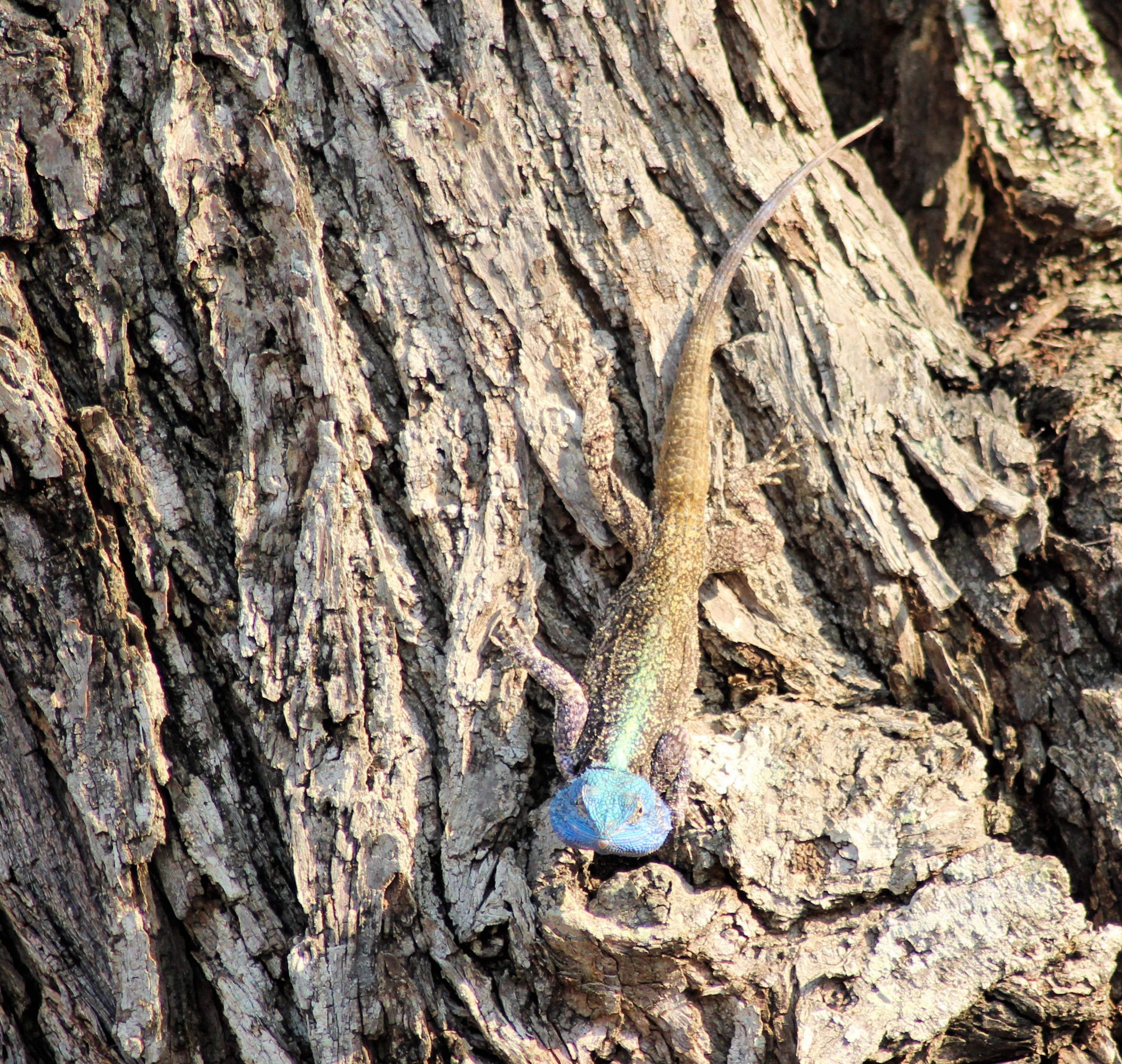 Southern Tree Agama