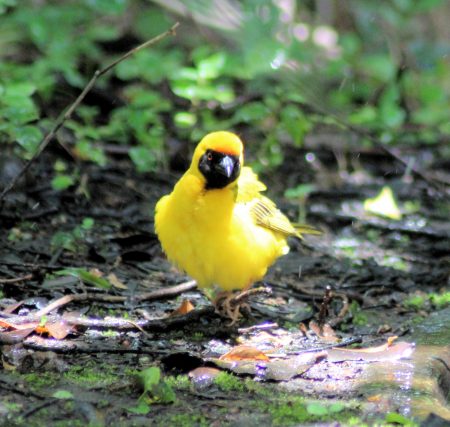 Village Weaver